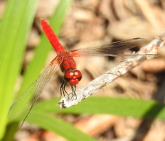 Aethriamanta circumsignata