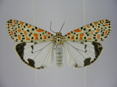 Utetheisa lotrix
