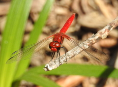Aethriamanta circumsignata