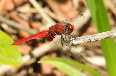 Aethriamanta circumsignata