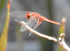Aethriamanta circumsignata