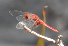 Aethriamanta circumsignata