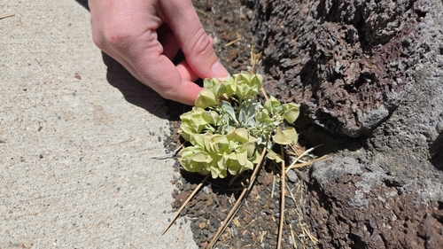 Newberry's Twinpod (Physaria newberryi)