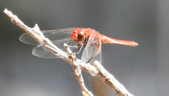 Aethriamanta circumsignata