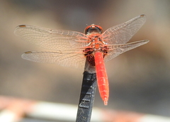 Aethriamanta circumsignata