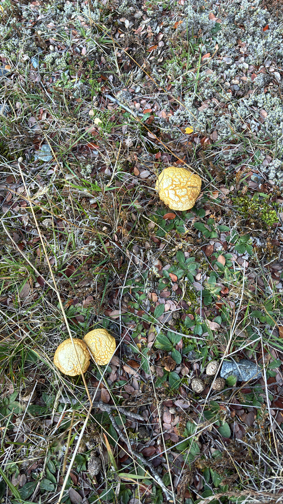 Chalciporus piperatus · June 2025 · photo: © jennysaito (iNaturalist, cc-by)