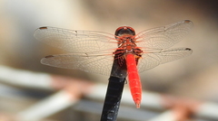 Aethriamanta circumsignata