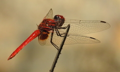 Aethriamanta circumsignata