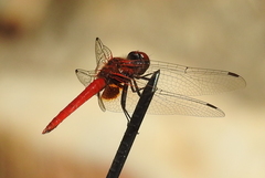 Aethriamanta circumsignata