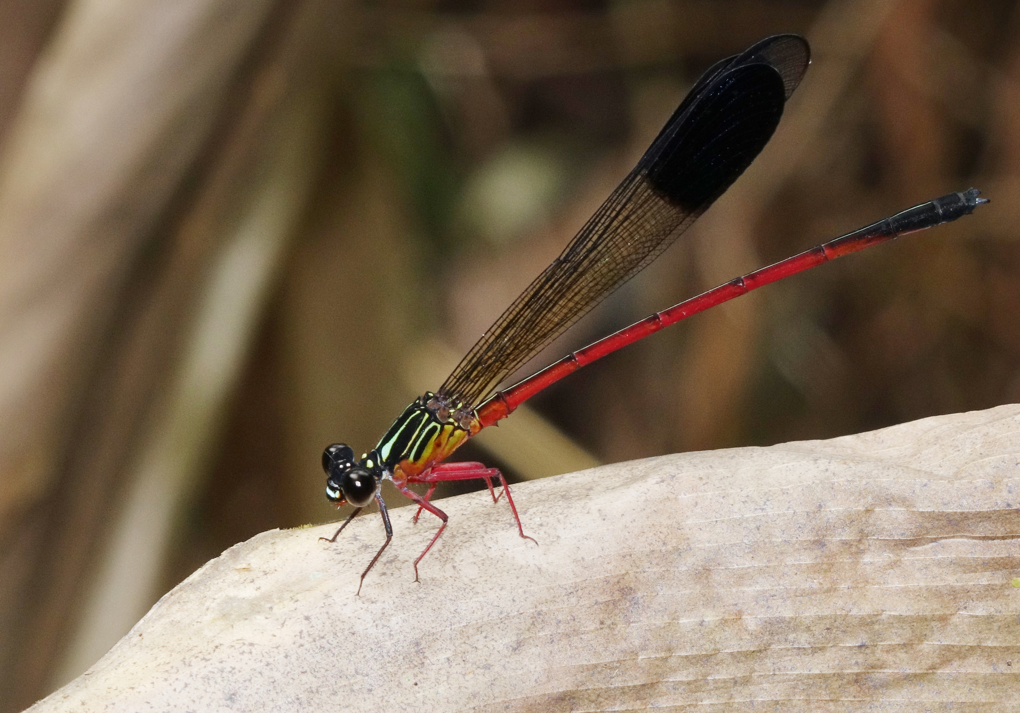 Malabar Satinwing