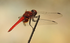 Aethriamanta circumsignata