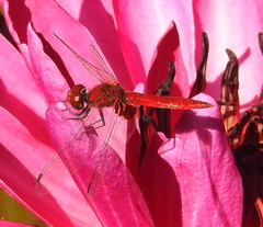 Aethriamanta circumsignata