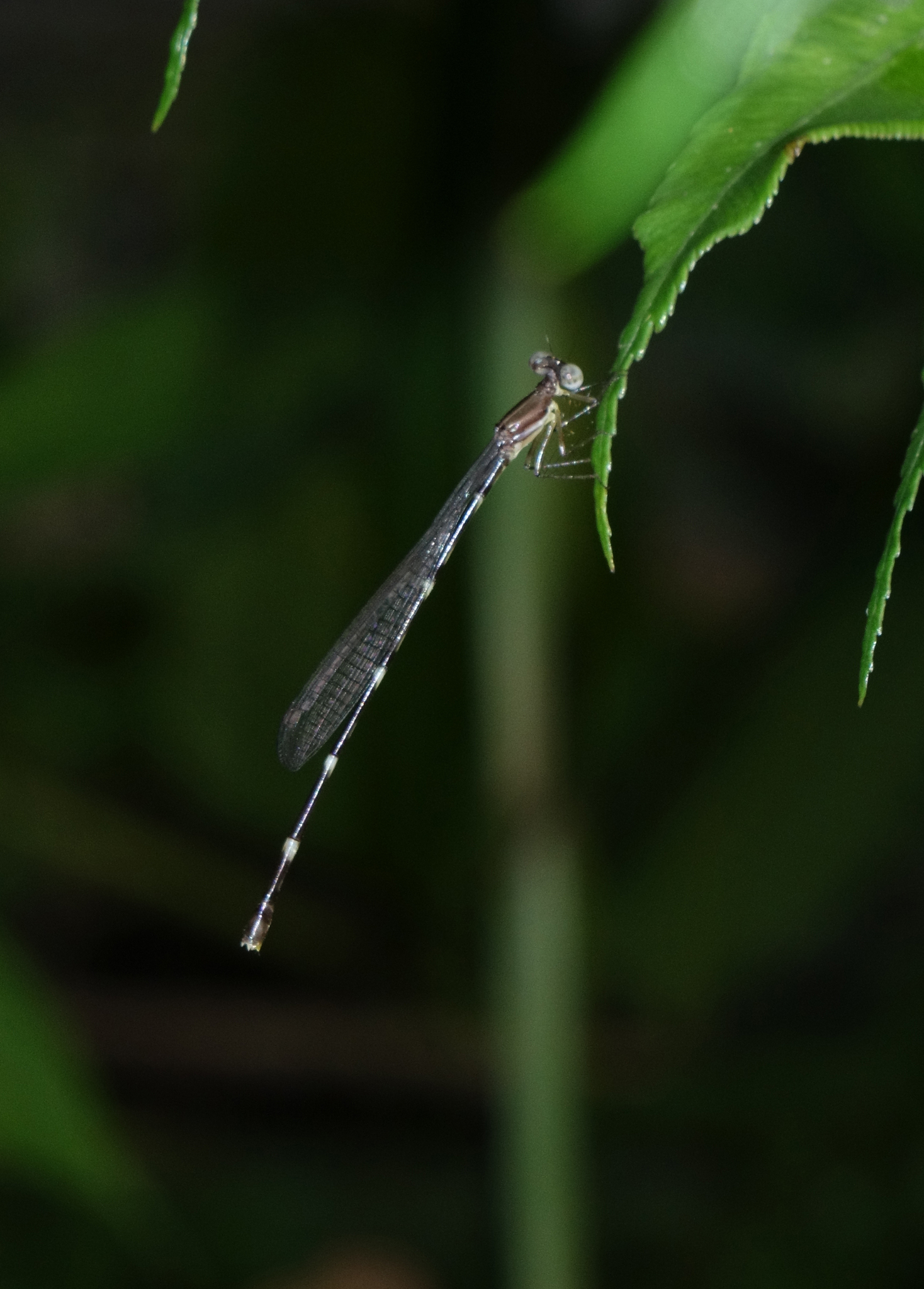 Red-Spot Shadowdamsel