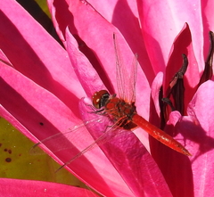 Aethriamanta circumsignata