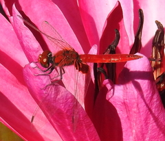Aethriamanta circumsignata