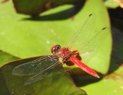 Aethriamanta circumsignata