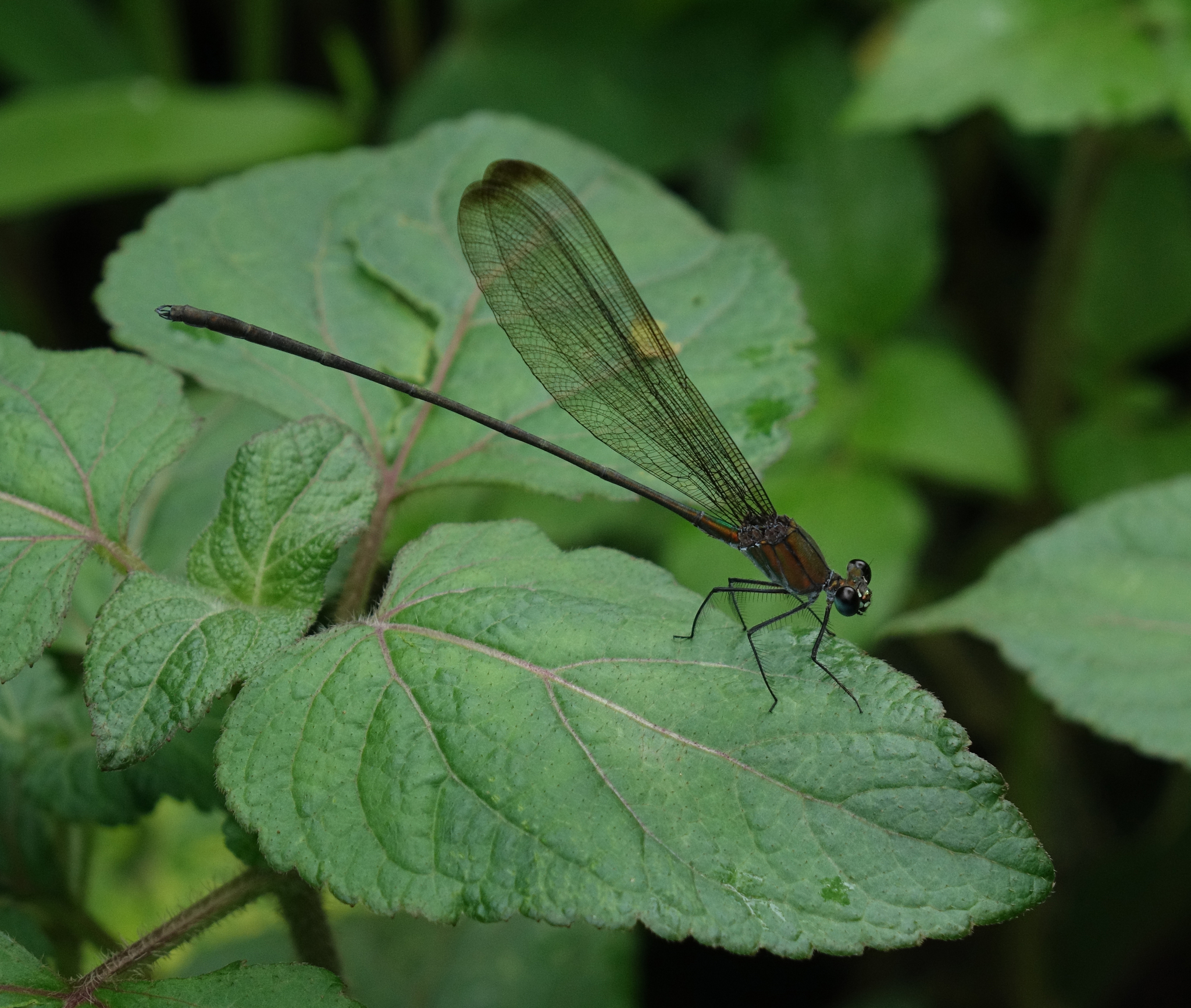 Black-Tip Flashwing