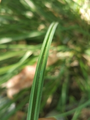 Carex nudata
