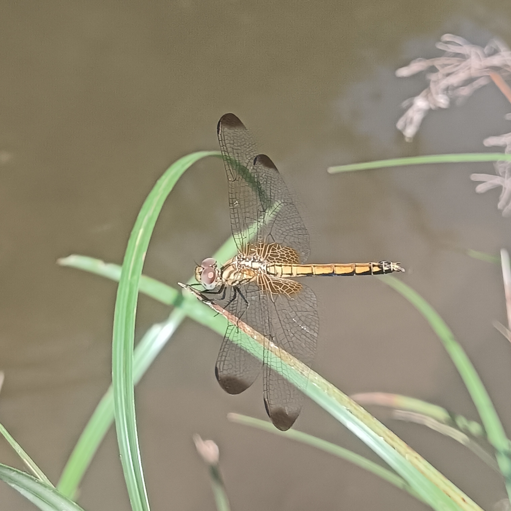 Crimson Marsh Glider