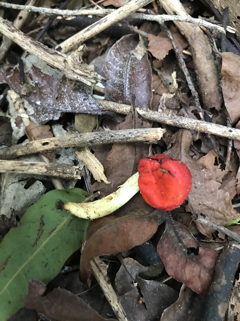 Leratiomyces erythrocephalus · June 2025 · photo: © stephen_hartley (iNaturalist, cc-by)