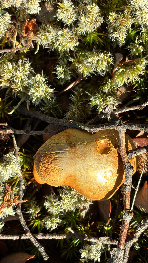 Chalciporus piperatus · June 2025 · photo: © jennysaito (iNaturalist, cc-by)