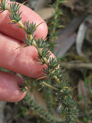 Aspalathus acanthophylla