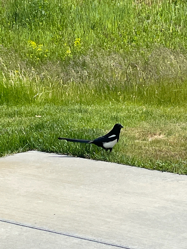 iNaturalist observation 2025-05-27