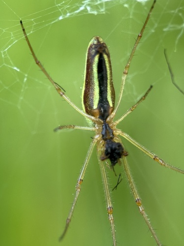 Common Stretch Spider