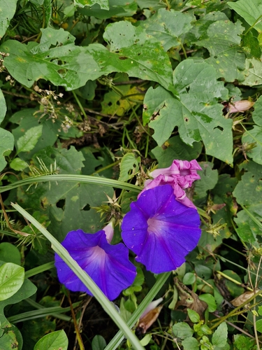 oceanblue morning glory