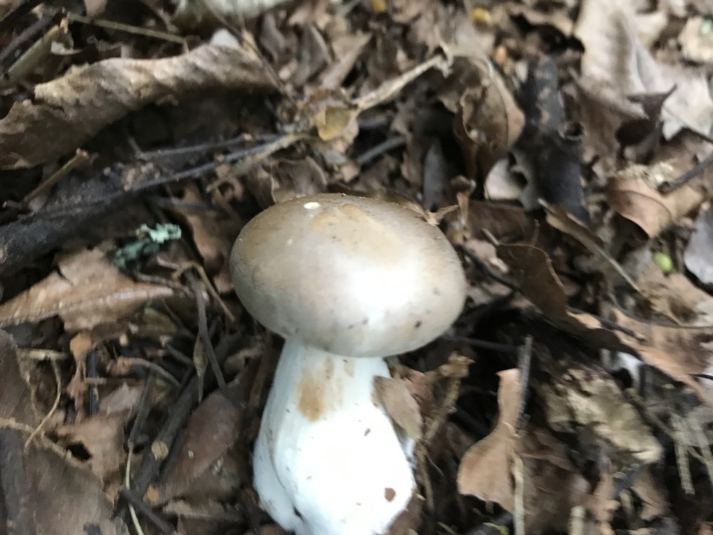 Clitocybe nebularis · June 2025 · photo: © stephen_hartley (iNaturalist, cc-by)