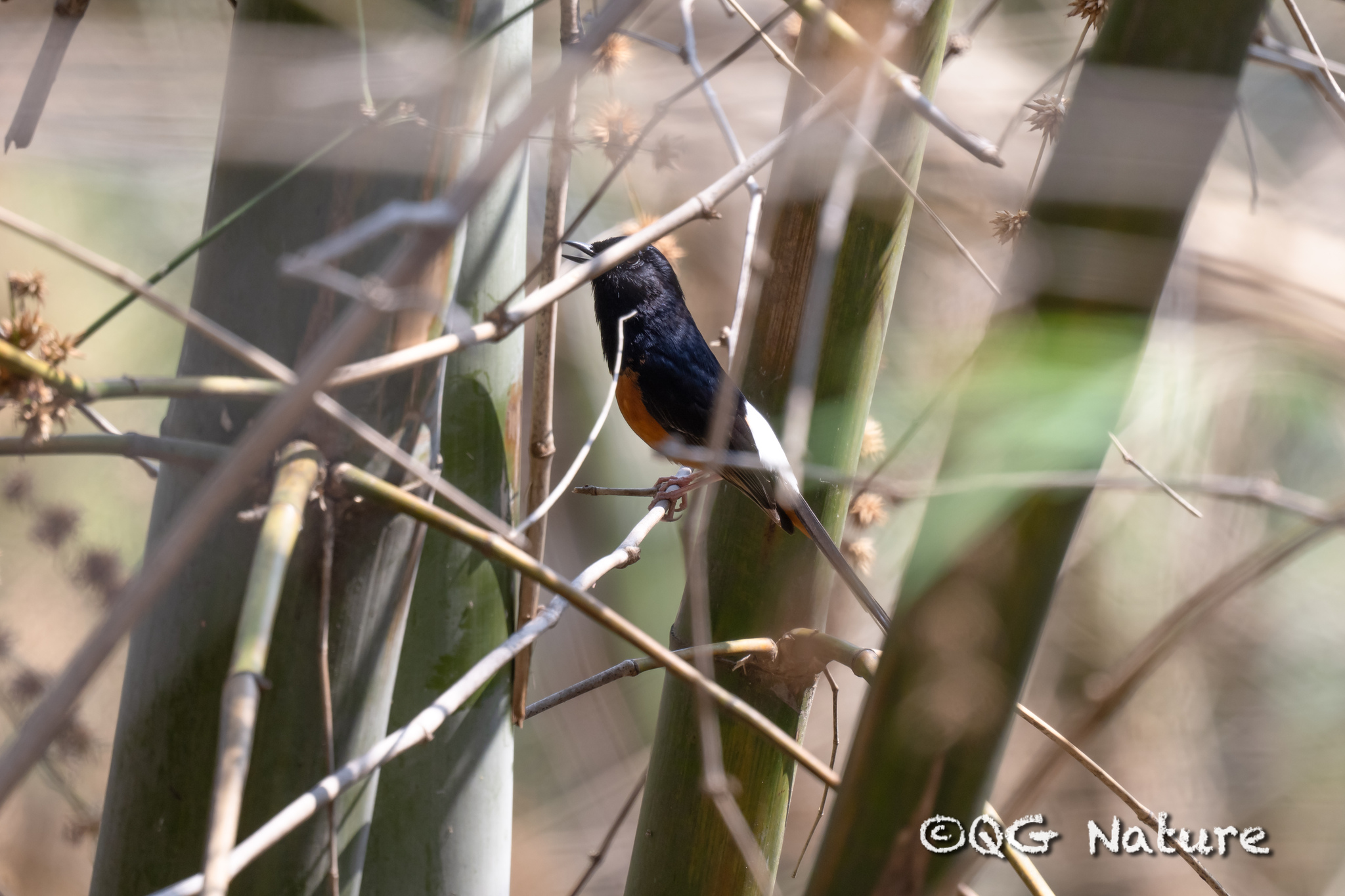 White-rumped Shama