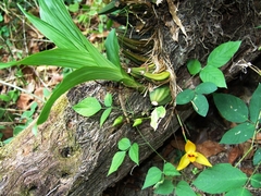 Lycaste cruenta