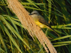 Tyrannus melancholicus