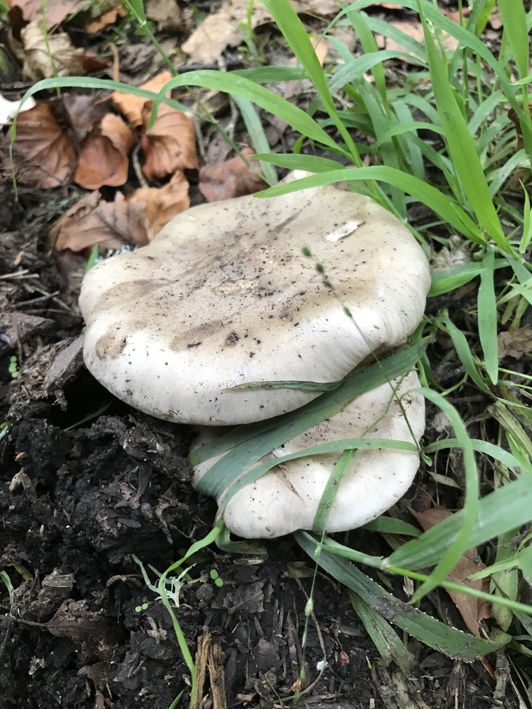 Clitocybe nebularis · June 2025 · photo: © stephen_hartley (iNaturalist, cc-by)