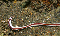 Baseodiscus hemprichii