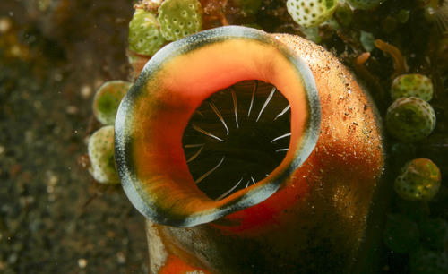 Photo of Gold-mouth sea squirt (Polycarpa aurata)