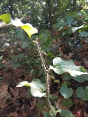 Smilax californica