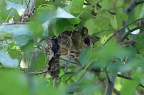 Gray Mouse Opossum