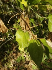 Smilax californica