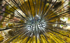 Diadema setosum