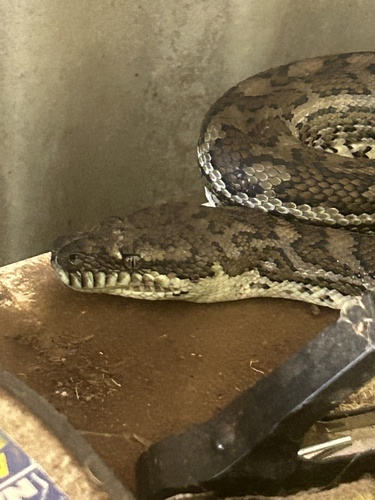 Coastal Carpet Python sighting