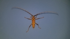 Eburia