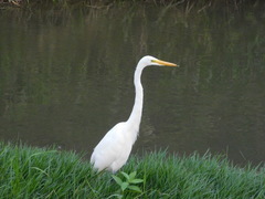 Ardea alba