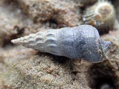 Zeacumantus lutulentus