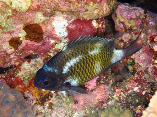 Robust puller (Chromis chrysura) — Pomacentridae — 5