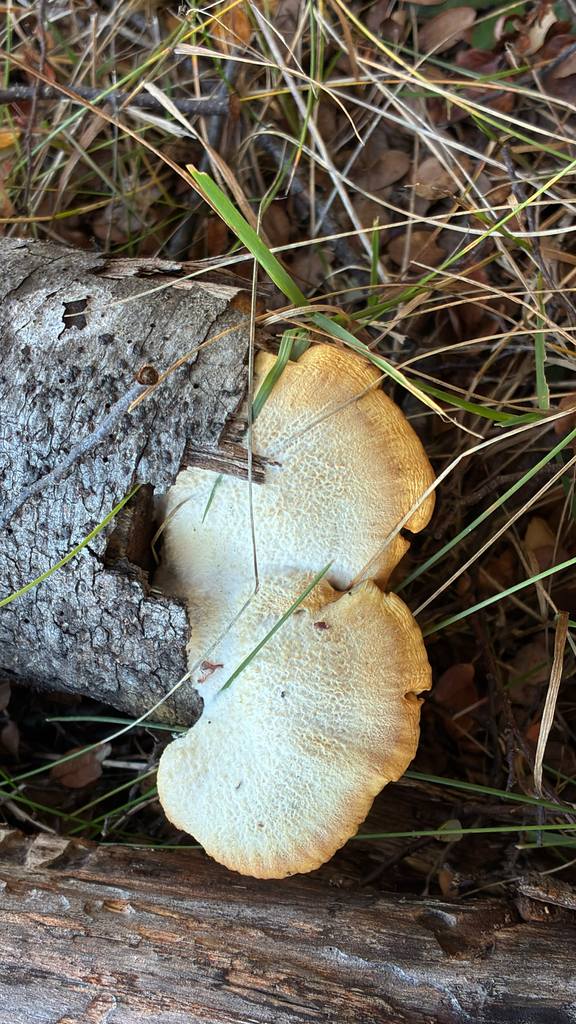 Tapinella panuoides