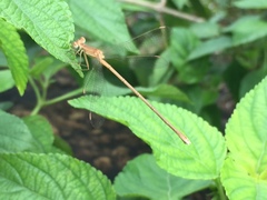 Lestes concinnus