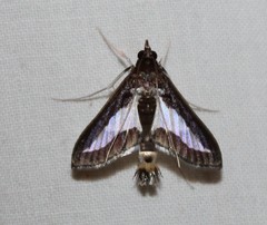 Diaphania infimalis