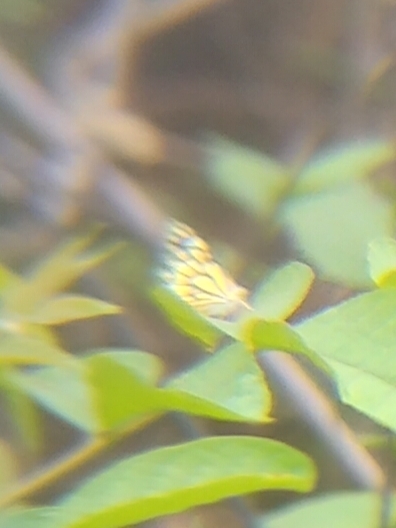 Common Gull