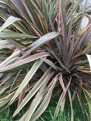 Phormium tenax